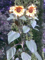 /album/slunecnice-foto/obraz017-jpg/