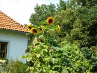 /album/slunecnice-foto/p1010712-jpg/